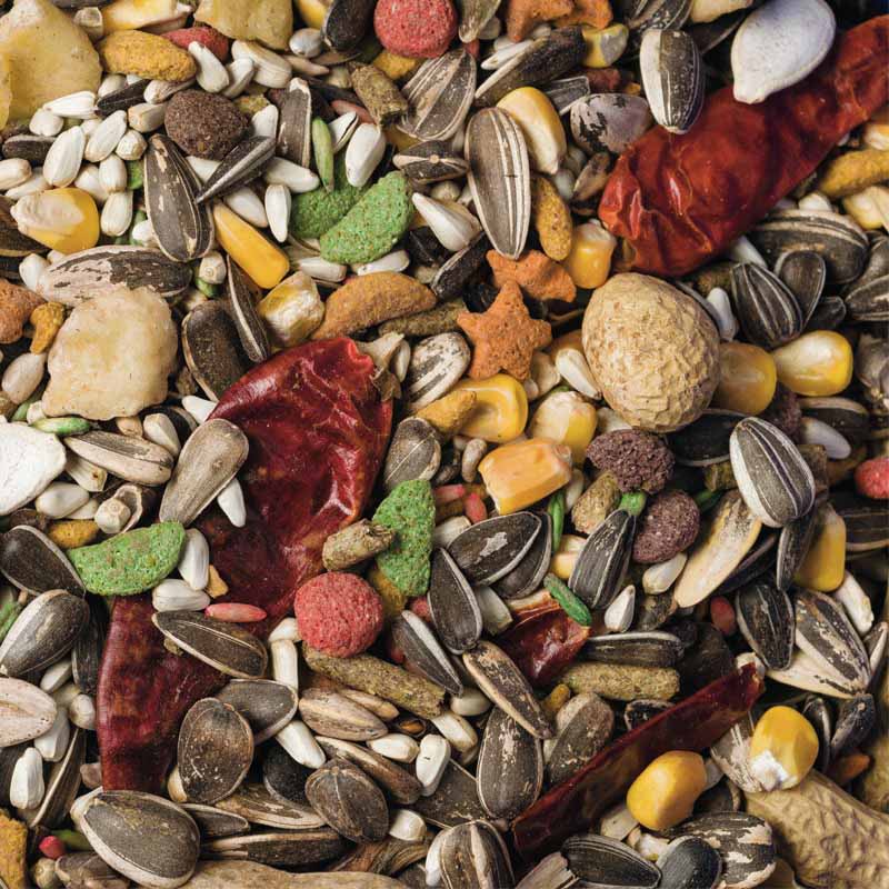 Scarlett-99-Large-sRGB