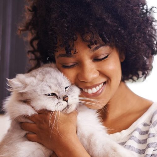 Return of Lost Pets to Families