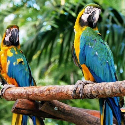 Help for the Animals Affected